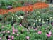 Colorful Flowers