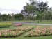 Flowers on Green