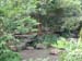 Forest Area