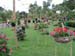Hanging Potted Plants.