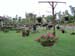 Hanging Potted Plants