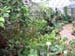 Interior Indoor Garden...