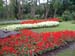 Red & White