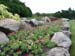 Rock Garden with Plants