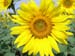 Sunflower By V. Agga