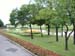Trees Along Side