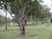 Trees in Garden