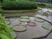 Victoria Lotus