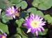 Water Lilies By Vimoke A.