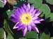 Water Lily By Vimoke A.